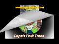 Container grown Fig Socorro Black - Fruit Trees 2023