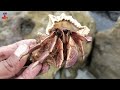 WOW! Find Great Hermit crabs, Conch, Snail, Scallop, Octopus, Starfish, Duck, Lobster, Shark