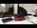 Kittens playing on an art desk