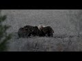 Grizzly Bear 399 & 4 Cubs-Last Week Together-Wildlife Photography-Jackson/Grand Tetons/Yellowstone