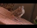 Baby Towhee in My Backyard