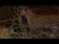 Leopard Avenges Eagle Which Killed its Cub