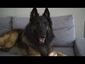 Belgian Shepherd Dog | Apartment vs. House