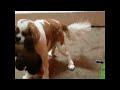 Cavalier Spaniel back legs unstable