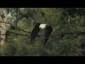 Predator Vs Prey: The Eagles Battling For Survival In Open Skies | White-Tailed Eagle Documentary