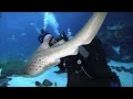 Scuba Diving with Whale Sharks - Georgia Aquarium