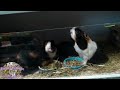 Our guinea pigs waiting for their veggies!