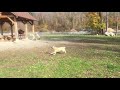 9 month old puppy’s amazing leap to catch the frisbee