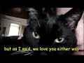 How many kisses can  my cat tolerate?😻❤️😉 (with music of  @digitalneko7975) best with earphones 🎧