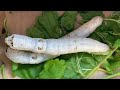 Silkworms gulping mulberry leaves before forming cocoons-4