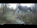 One Year in the Finnish Wilderness | Ceyomur CY95 Trail Camera