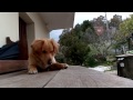 Bee against my Dog. Short movie.