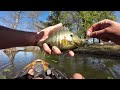 2 HOURS of BIG BLUEGILL and RED-EAR *SHELLCRACKER* Catch & Cooks! -- AMAZING PANFISHING!!!