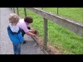 Gibbon freaks out over hedgehog