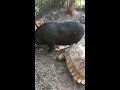Giant tortoise and wild boar have words over a pumpkin