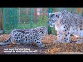 Snow Leopard cub 'Shen' takes FIRST STEPS Outside!