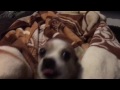 Killer Chihuahua!!!