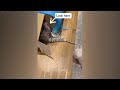 Funniest Cats And Dogs Videos 2024😹You Laugh You Lose 🐶