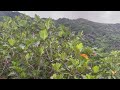 Flying foxes during the day