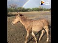 Baby Wild Horse Comes WAY Out Of Her Shell | The Dodo