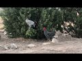 Rooster balancing on a tree branch