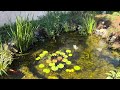 Crystal clear pond