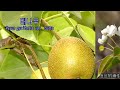 돌배나무의 특징 : 돌배나무 vs 배나무 vs 산돌배 vs 털산돌배 : 석차(石茶), 돌세포(석세포)