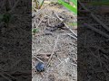ant dragging ANT pt.1 of 2