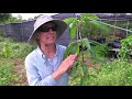 Detailed Demonstration of Mango Grafting