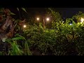 Sound of Rain Falls on Garden Plants for Sleeping & Relaxation | Rain Sounds Without Thunder