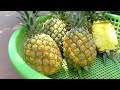 Can't Ignore, Tips for Growing Pineapple Super Fast, Why I Didn't Know It Sooner