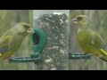 Les oiseaux du jardin en hiver.