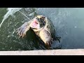 Fisherman Catches Big Snapping Turtle In North Kansas City Area!