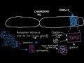 Genetics and Parkinson's disease | Nervous system diseases | NCLEX-RN | Khan Academy