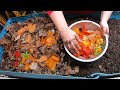 Epic 55 gallon WORM BIN- Massive Harvest and Feed