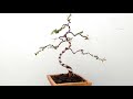 Tạo dáng, uốn định hình , cho cây mai vàng bonsai mini để bàn trà