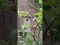 Last bluetit fledging from the nestbox