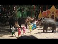 elephant show in Thailand