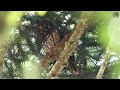 ORNATE HAWK-EAGLE Documentary | In the nest of the powerful and beautiful neotropical eagle