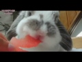 Cute Animals Eating Compilation