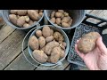Harvesting Potatoes & First Patty Pan Squash