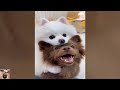 😹🐶 Funniest Cats And Dogs Videos 😁 - Best Funny Animal Videos 2024 🥰Part 5