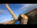 Trimming Tall Cedar Trees