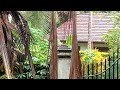 Moments In Nature | The Home Jungle | Wild Jungle Relax | Nature Forest Travel