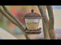 #BEAUTIFUL AND #COLORFUL #BIRDS WITH #CLAMING #MUSIC IN #4k #UHD VIDEO