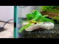 Golden Back Yellow Shrimp Eating to Classical Music 001
