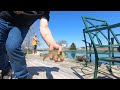 Peaceful Bluegill Fishing in Rural Ohio