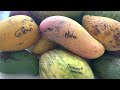 Tropical fruit trees Mango trees collection