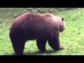 Grizzly cub wrestling bear wrangler during film shoot