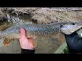 PIKE TAKES TROUT BAIT GOES BERSERK!